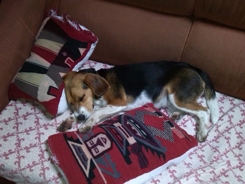 Hunde in Südamerika