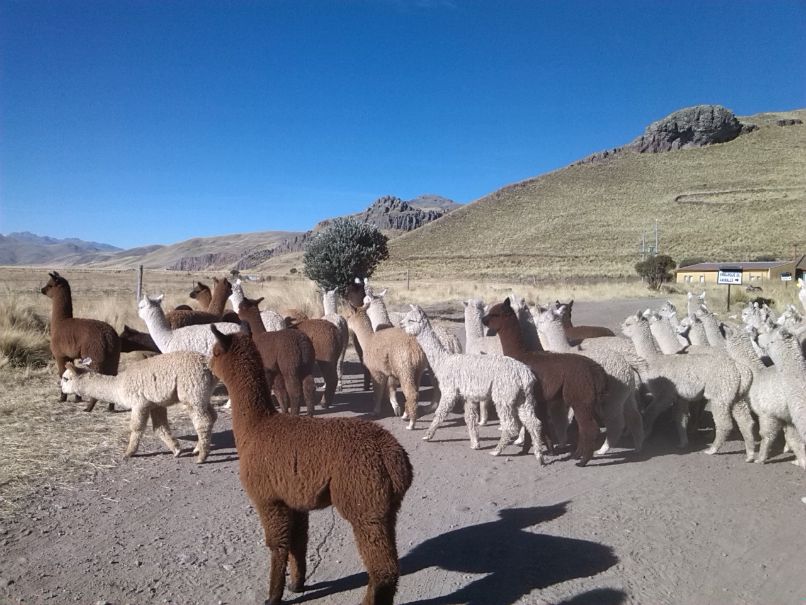 Alpakaranch Pacomarca